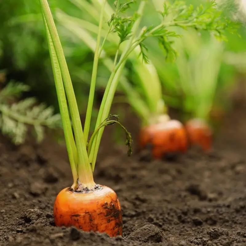 🥕Tendersweet Carrot Seeds – Naturally Sweet, Crisp & Easy-to-Grow Vegetable Seed Pack-JX