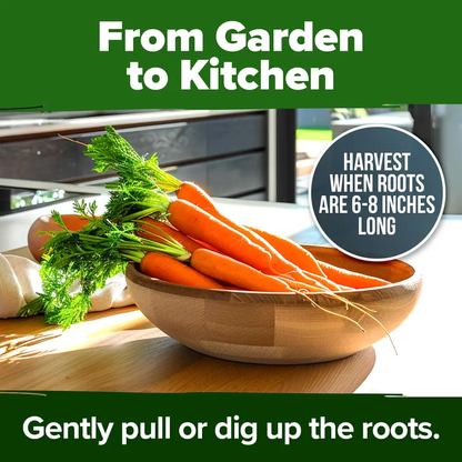 🥕Tendersweet Carrot Seeds – Naturally Sweet, Crisp & Easy-to-Grow Vegetable Seed Pack-JX