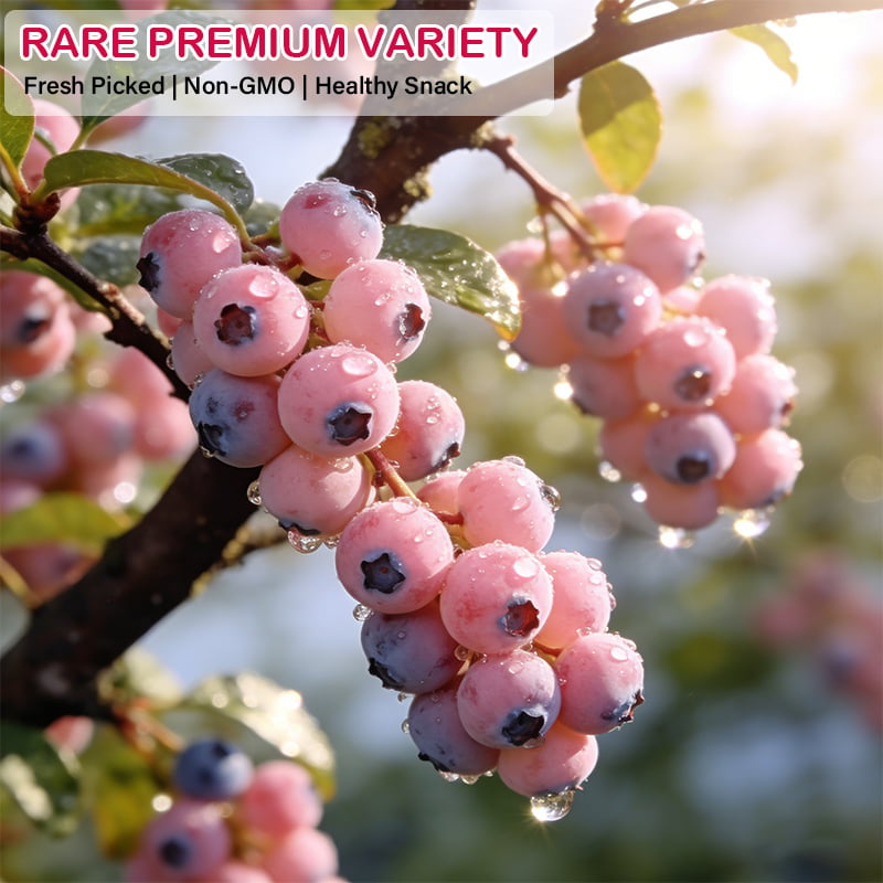 🔥50K+ SOLD!💟Premium Pink Blueberry Seeds -😋A Uniquely Delightful Taste-YH