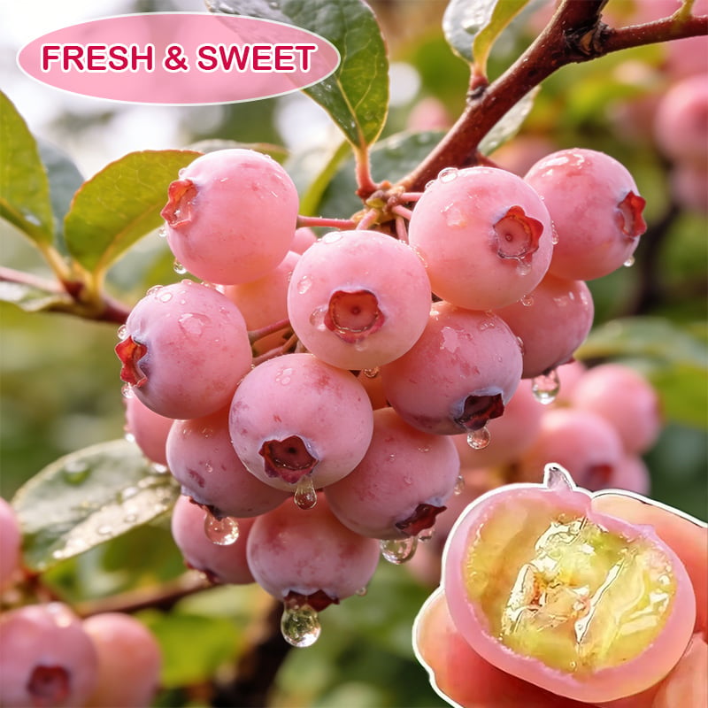 🔥50K+ SOLD!💟Premium Pink Blueberry Seeds -😋A Uniquely Delightful Taste-YH