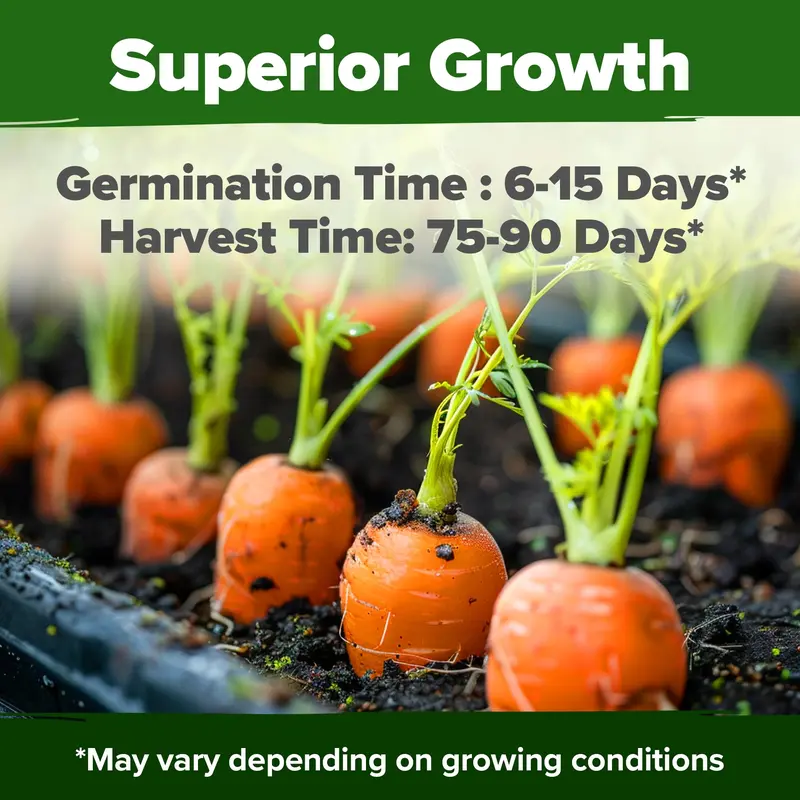 🥕Tendersweet Carrot Seeds – Naturally Sweet, Crisp & Easy-to-Grow Vegetable Seed Pack-JX