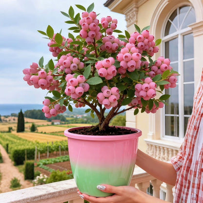 🔥50K+ SOLD!💟Premium Pink Blueberry Seeds -😋A Uniquely Delightful Taste-YH